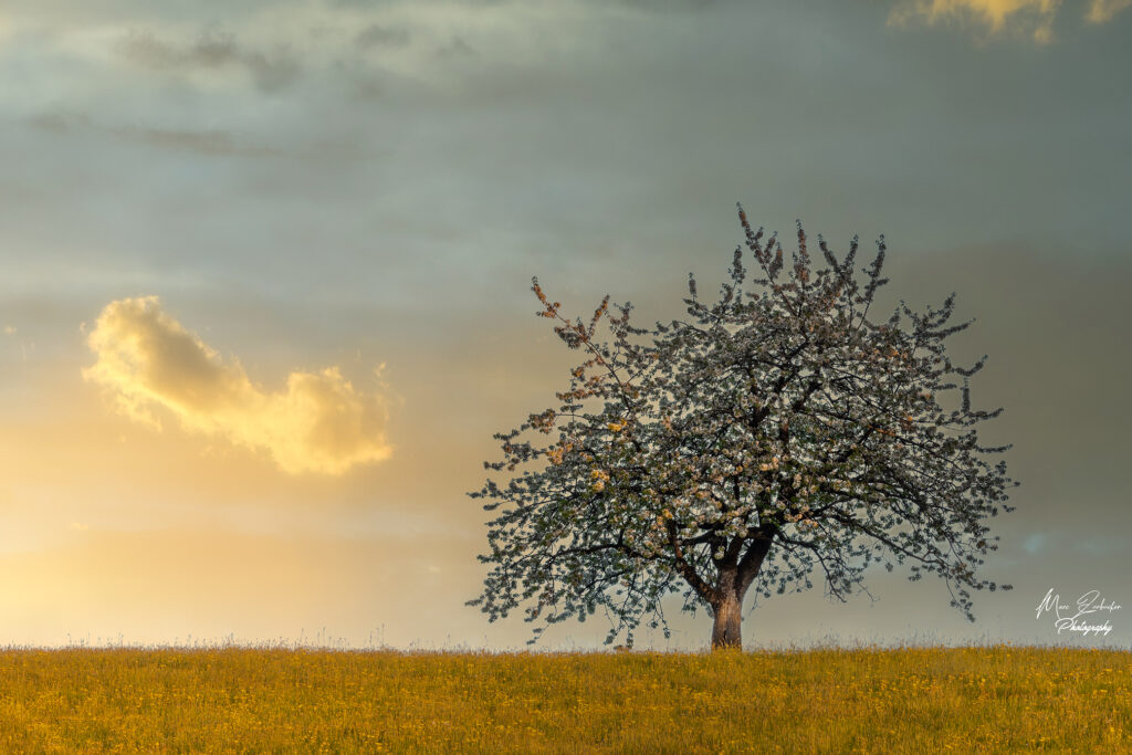 Der einsame Baum
